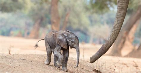 How long are elephants pregnant - Feb 22, 2024 · African elephants have a fascinating life cycle, from birth to adulthood. They live in family groups, exhibit complex social behaviors, and have long gestation periods. Their growth and development stages are gradual, with unique characteristics distinguishing them from their savanna cousins. Elephants play …